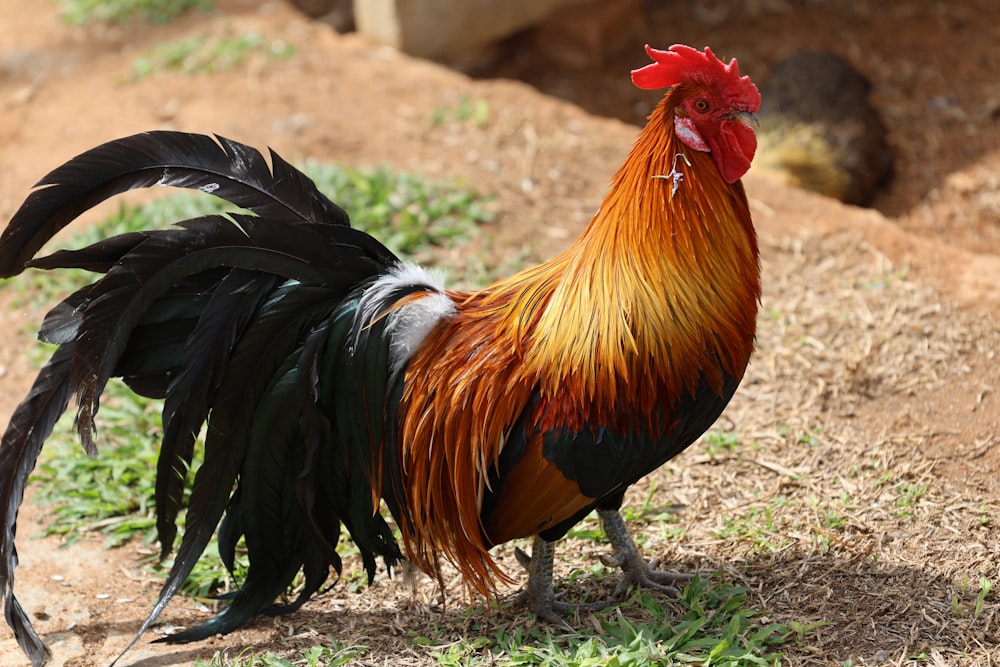 a rooster is standing in the grass