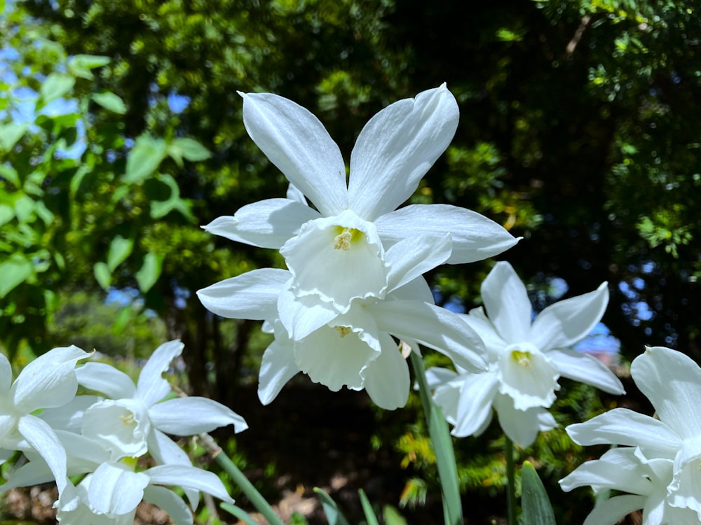 a group of white flowers sitting next to each other