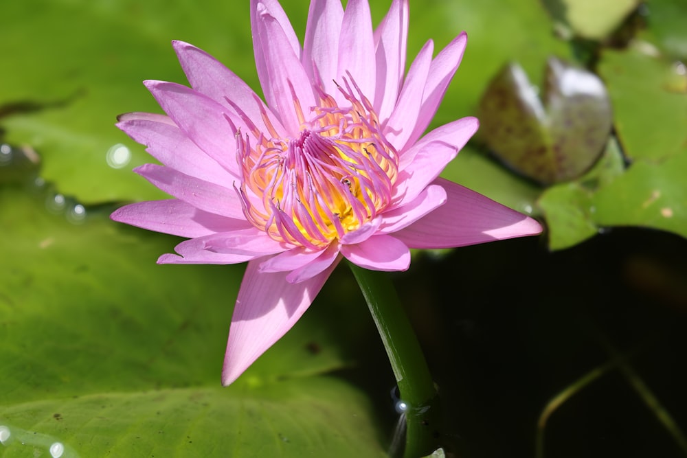 a pink water lily is blooming in a pond