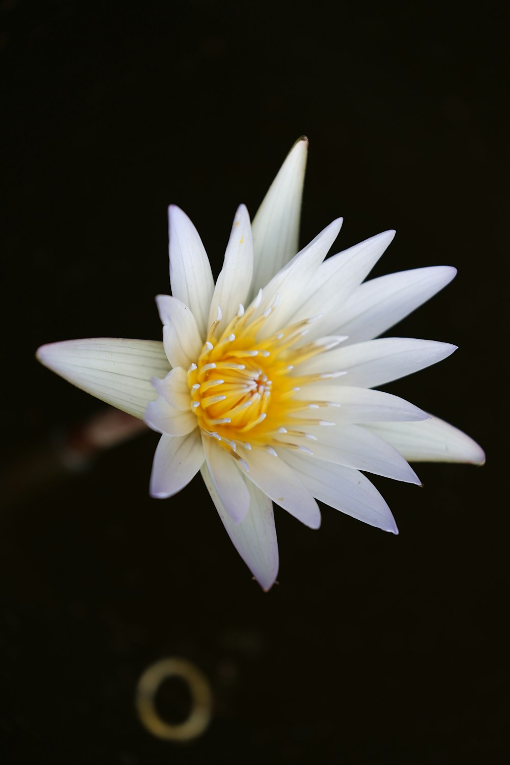 a white and yellow flower floating on water