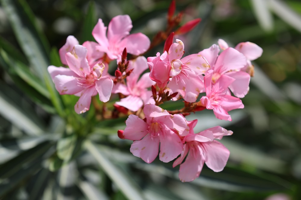 a close up of a pink flower with green leaves