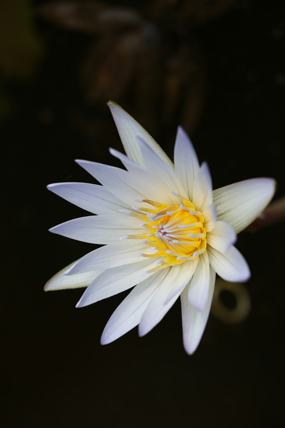 a white and yellow flower floating on water