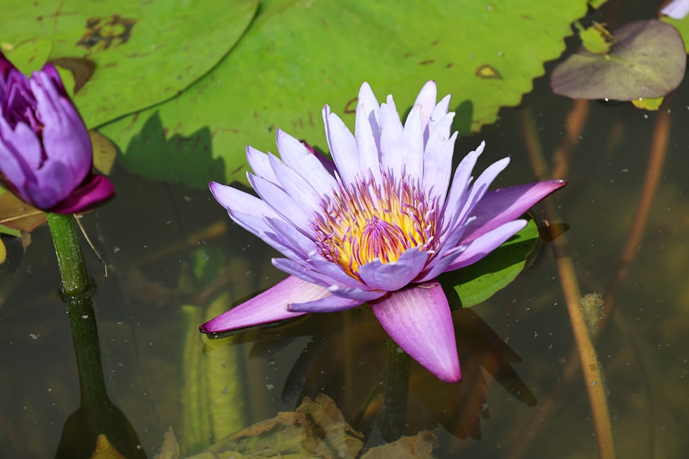 a purple water lily in a pond with lily pads