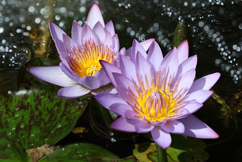 two purple water lilies in a pond of water