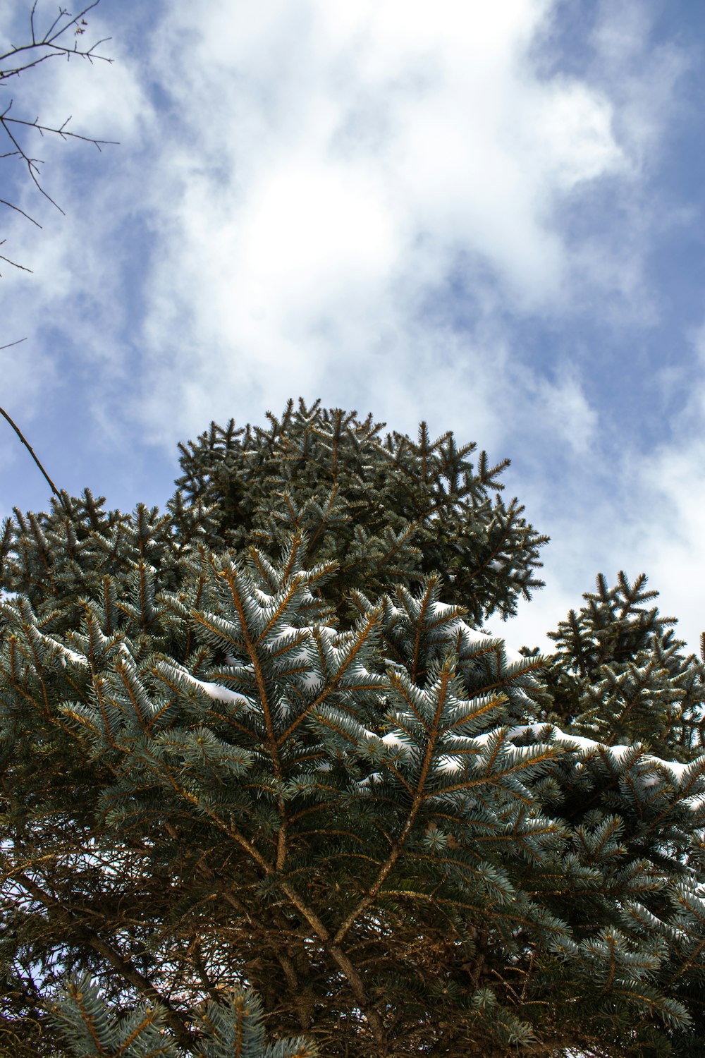 a pine tree with snow on the branches