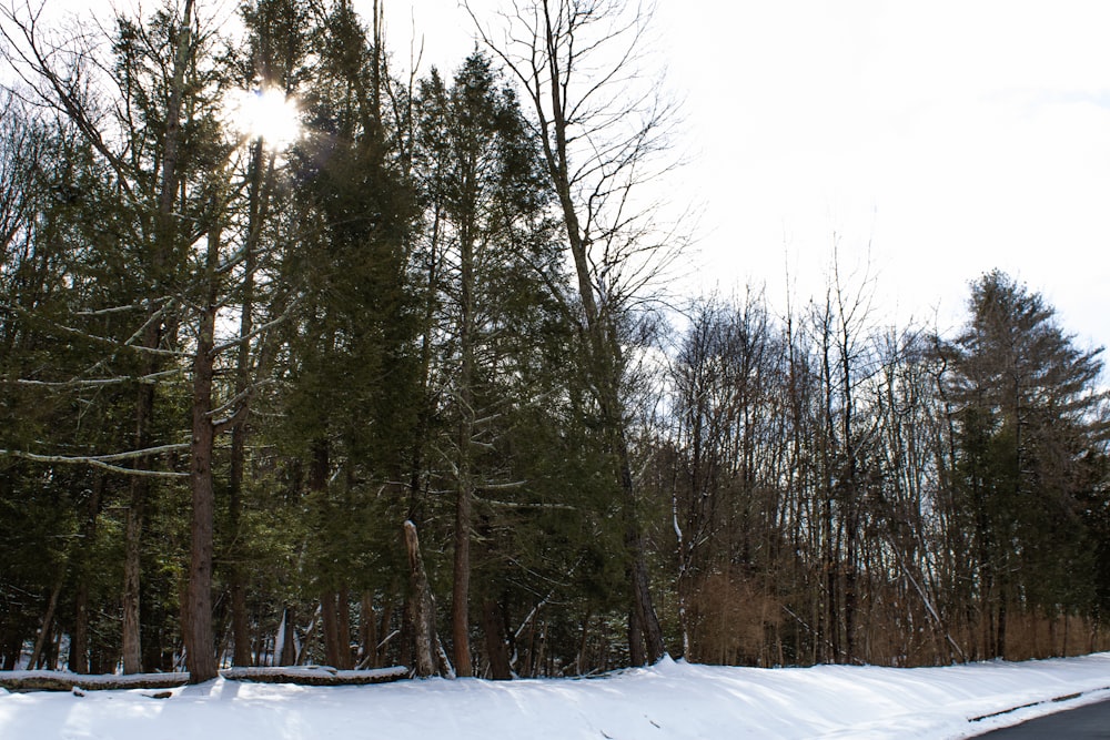 a snow covered road surrounded by tall trees