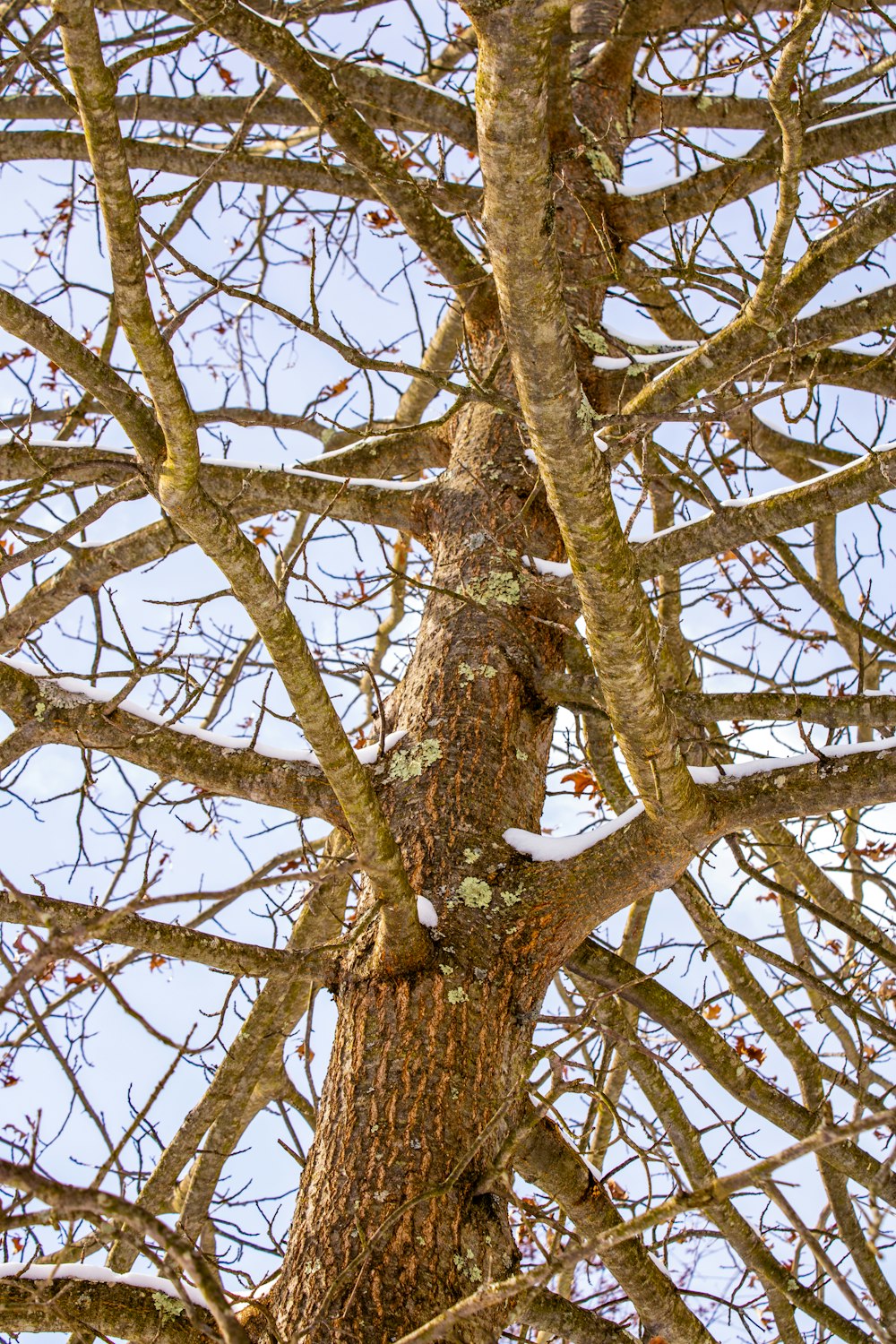 a tree with no leaves and no leaves on it