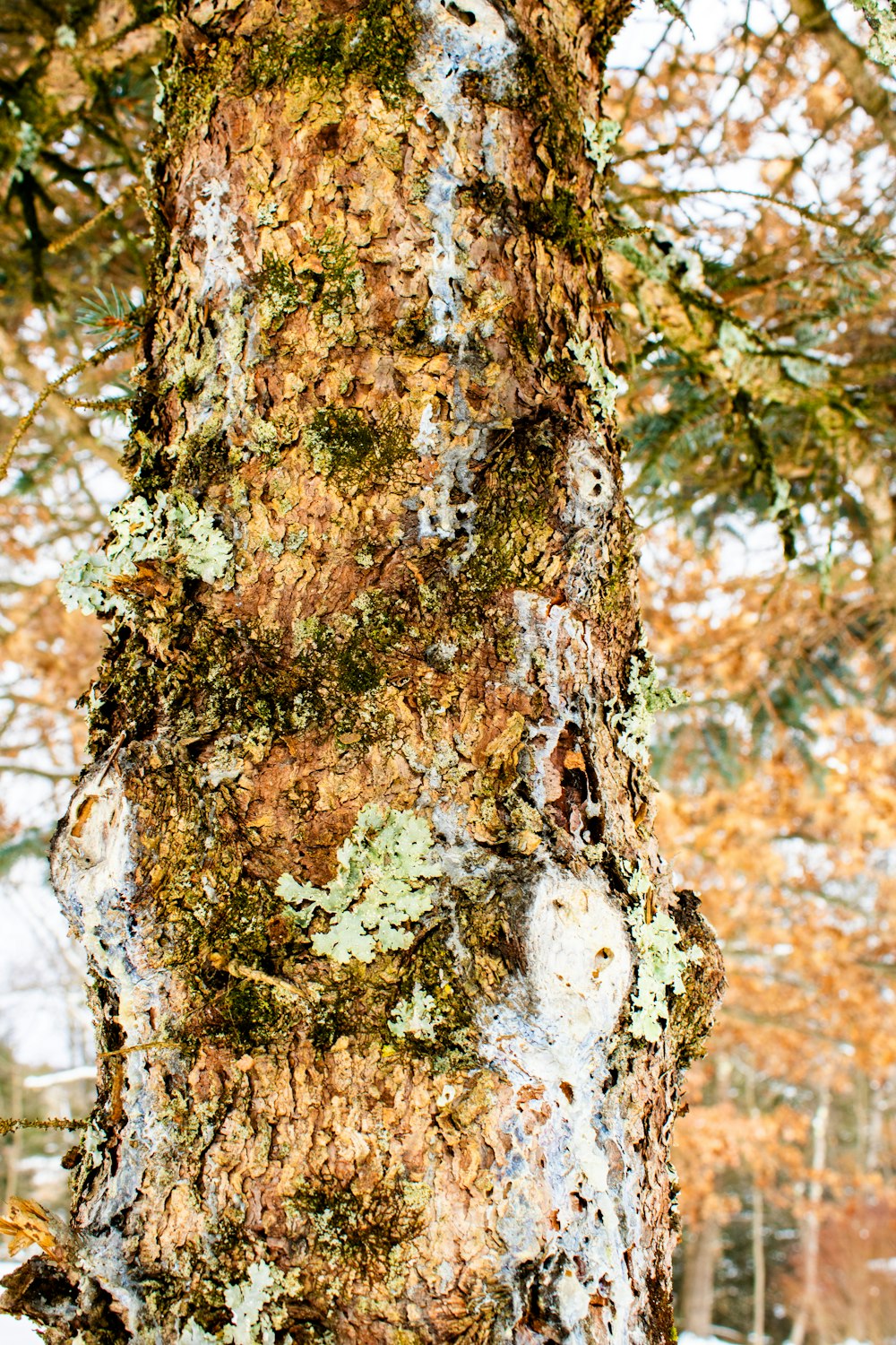 a close up of the bark of a tree