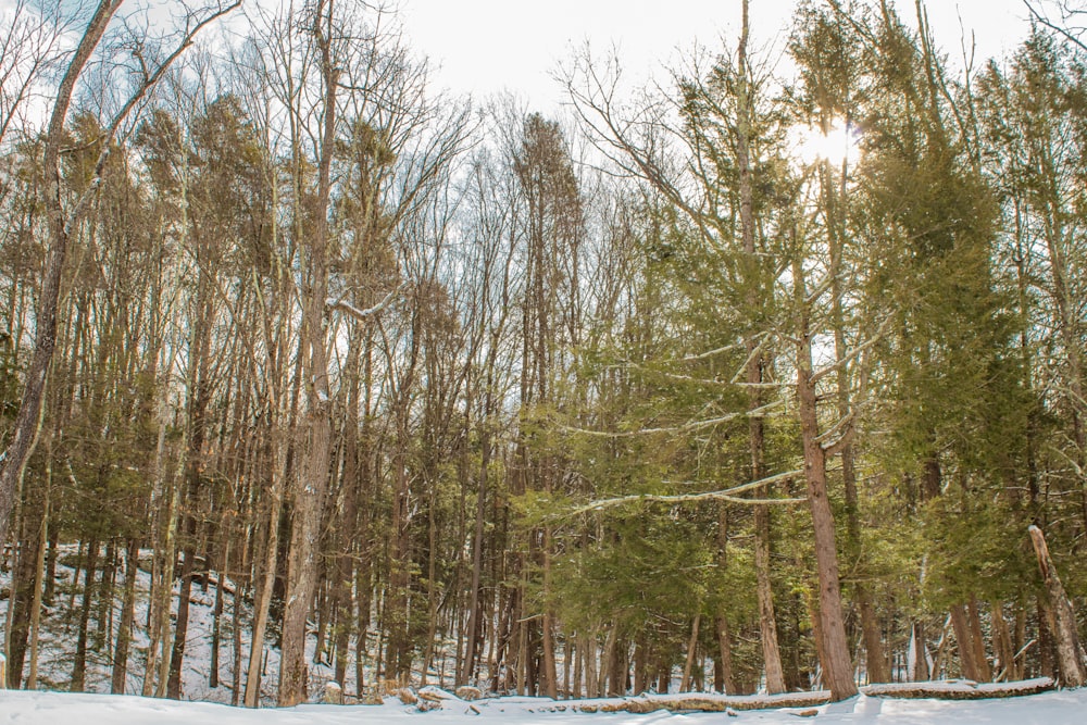 ein Wald mit vielen Bäumen, die mit Schnee bedeckt sind