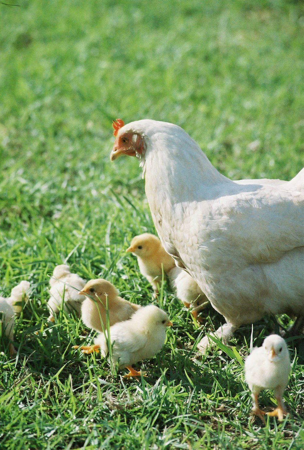 a group of chickens walking across a lush green field