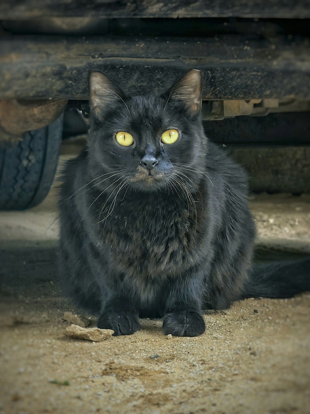 a black cat with yellow eyes sitting under a car