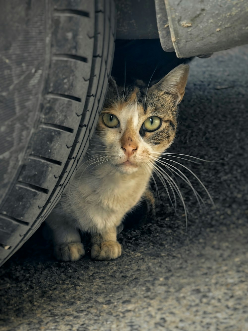 a cat that is sitting under a car