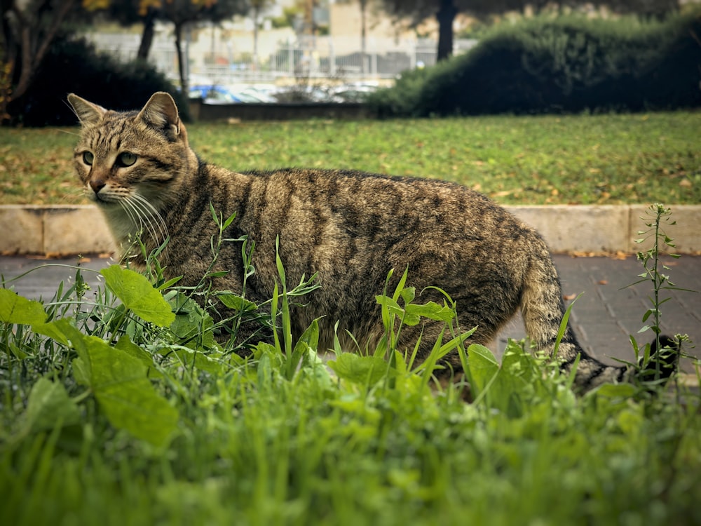 a cat is standing in the grass outside