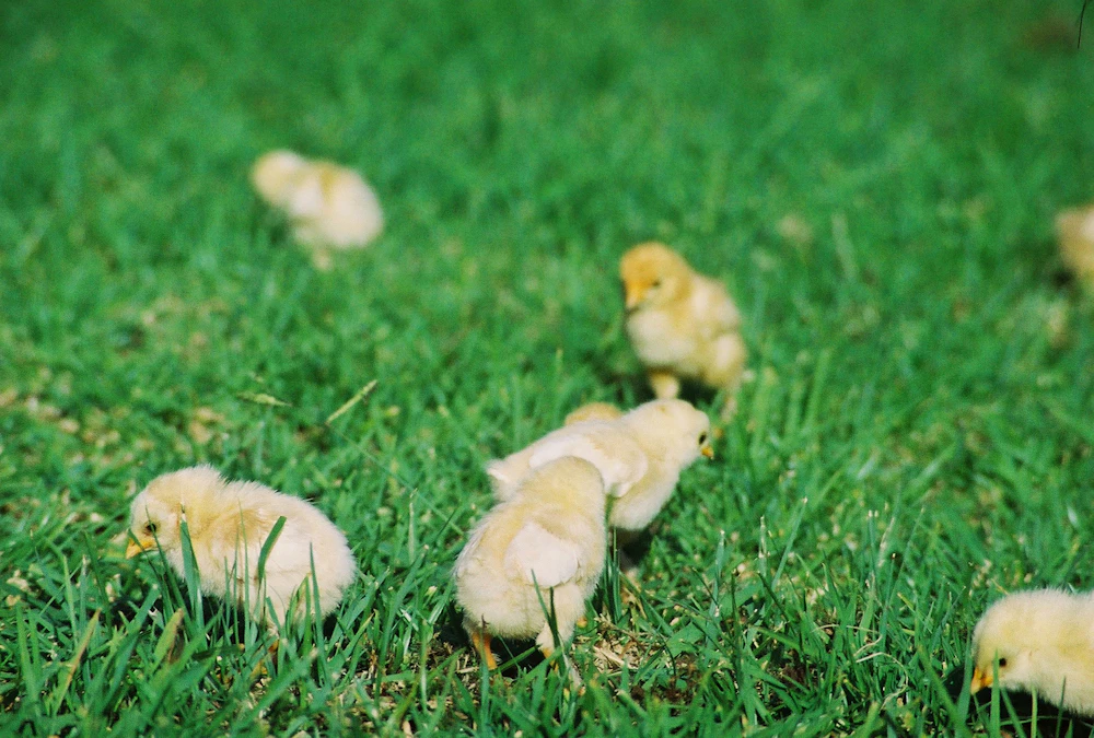 Jeunes poulets dans un champ