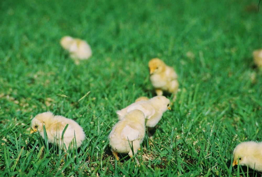 a group of small chickens walking across a lush green field