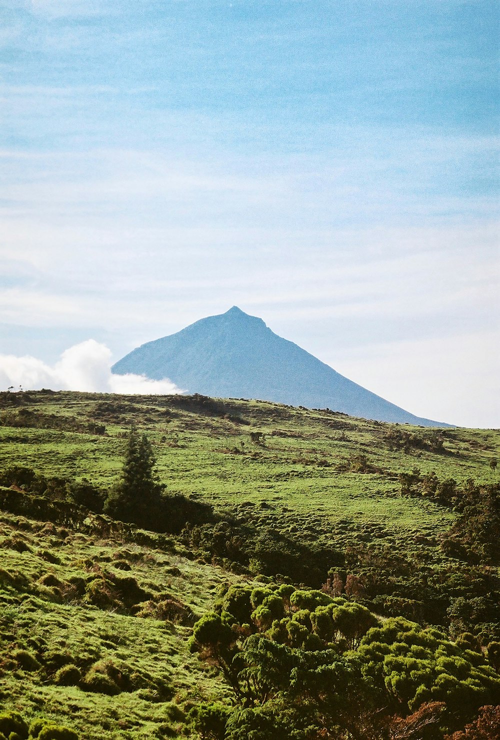 a hill with a tree in the foreground and a mountain in the background