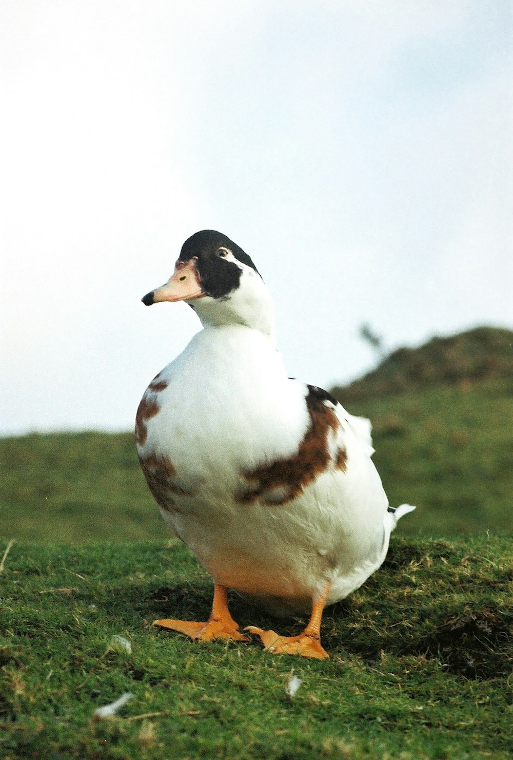 Eine Ente steht auf einem grasbewachsenen Hügel