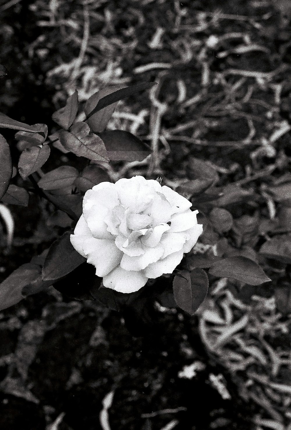 a black and white photo of a flower