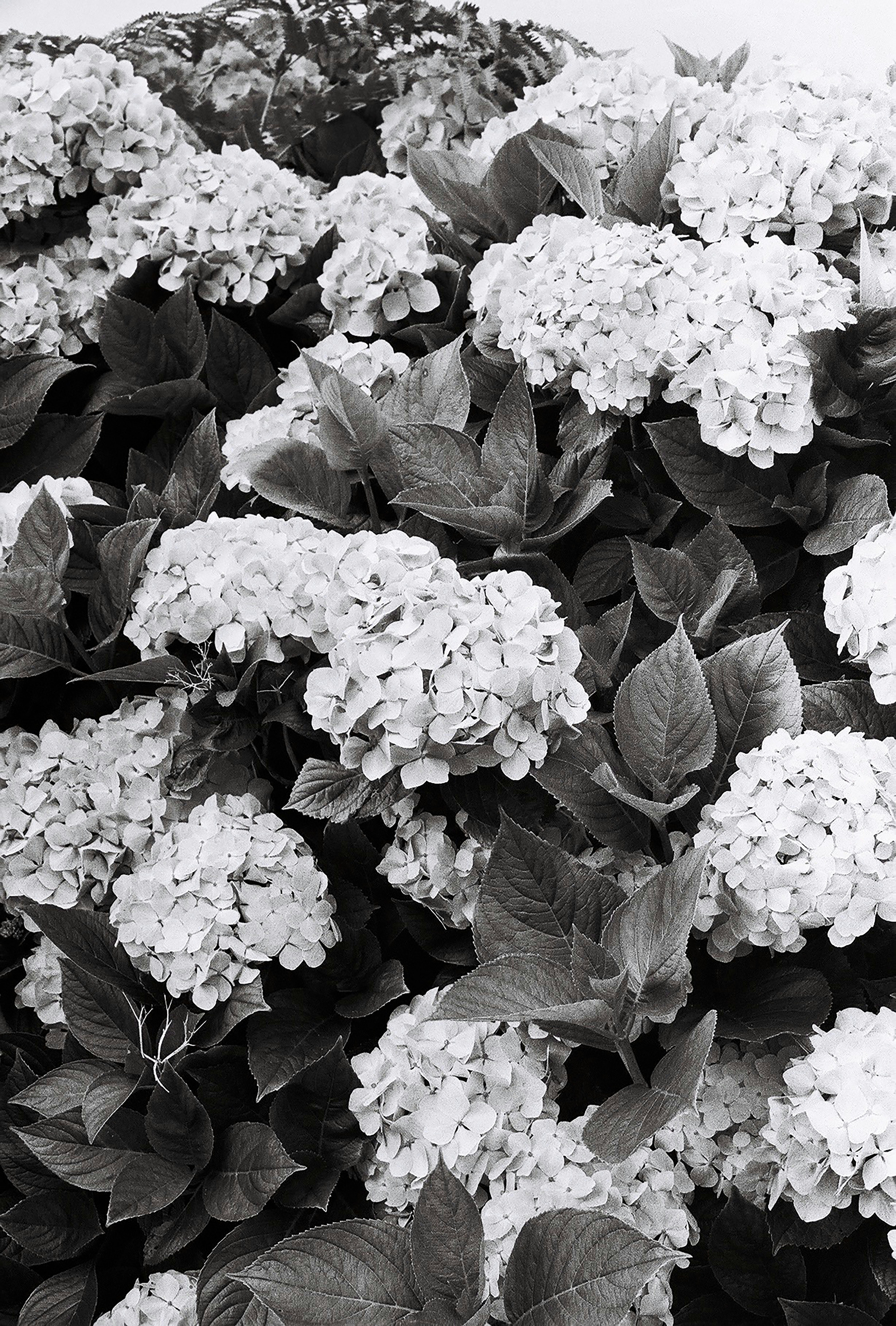 Hydrangeas on Pico Island, Azores on film.