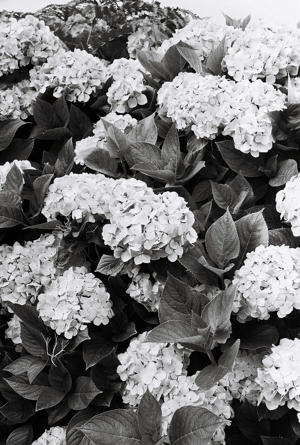 a black and white photo of a bunch of flowers