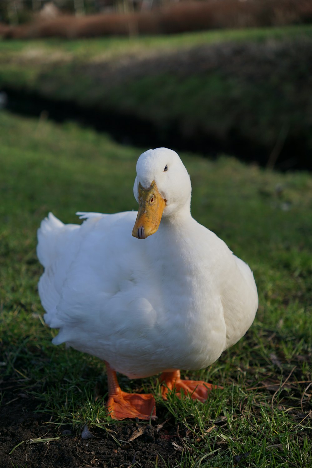 a white duck standing on top of a lush green field