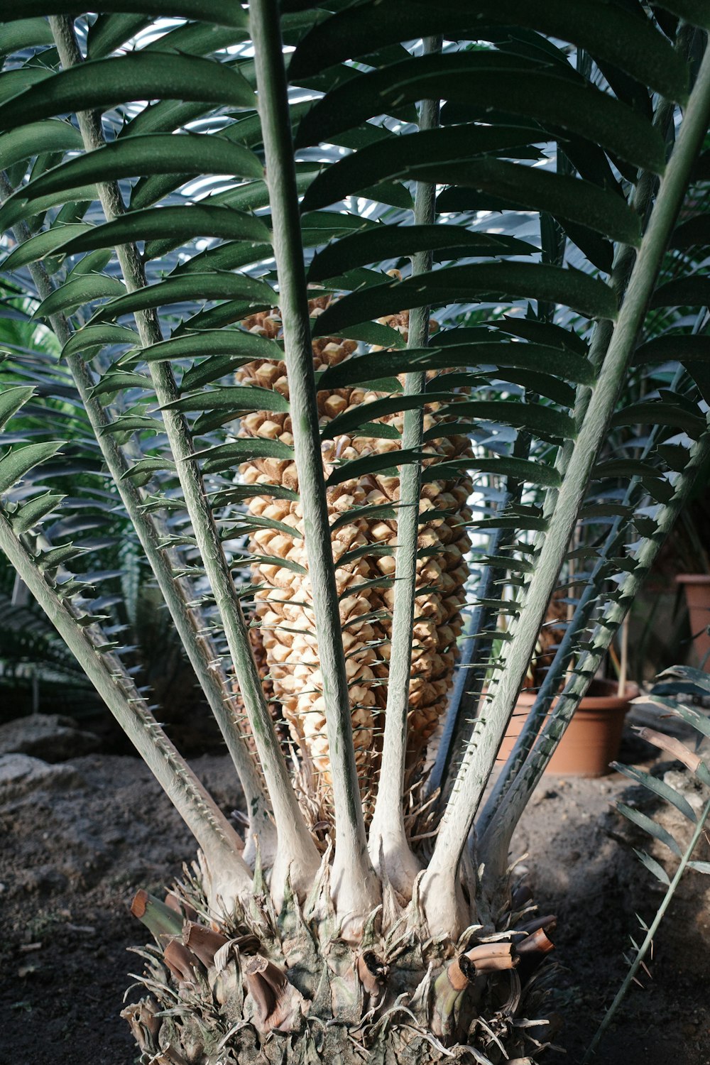 a close up of a plant with large leaves