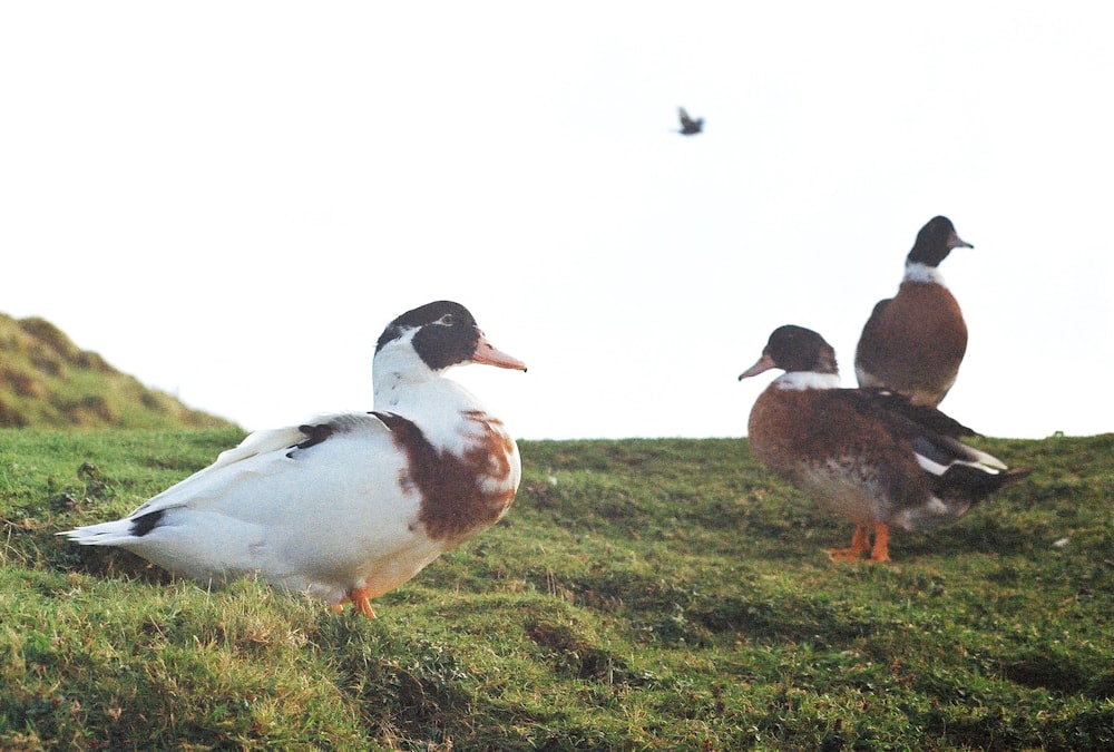 a couple of ducks standing on top of a lush green field