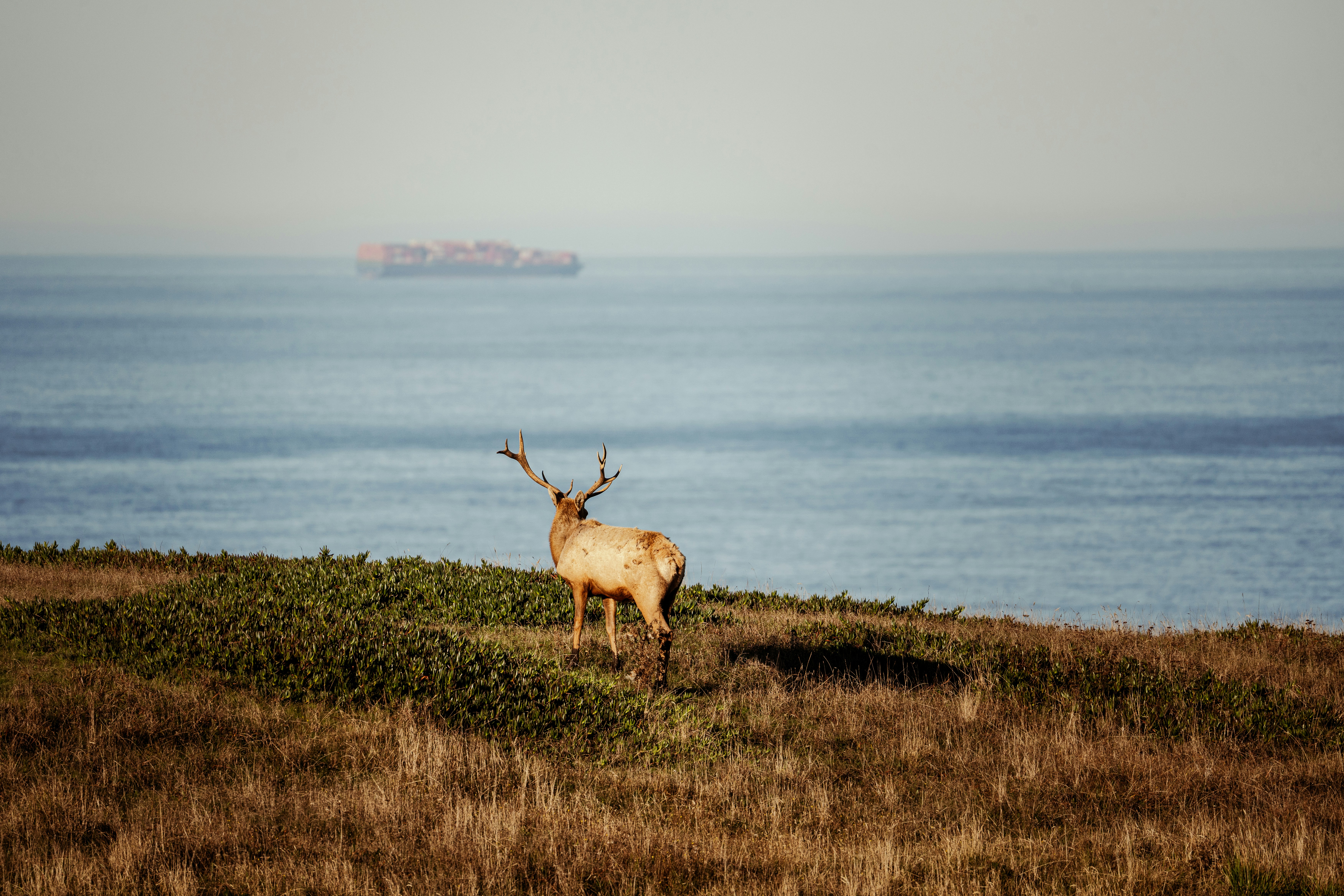 a deer standing on top of a grass covered hillside