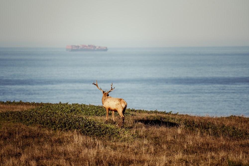 a deer standing on top of a grass covered hillside