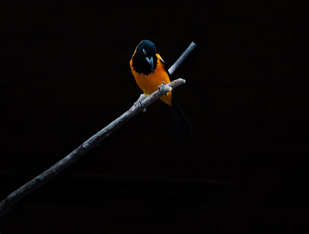 um pássaro amarelo e preto sentado em um galho