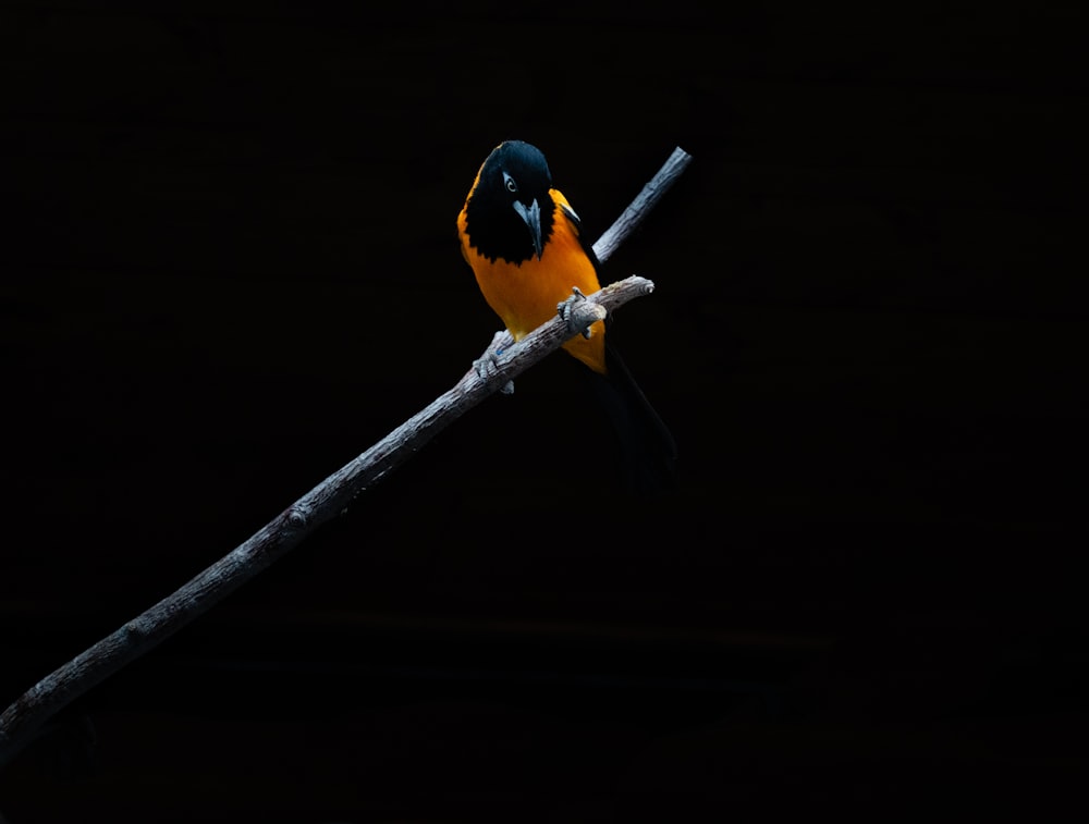 a yellow and black bird sitting on a branch