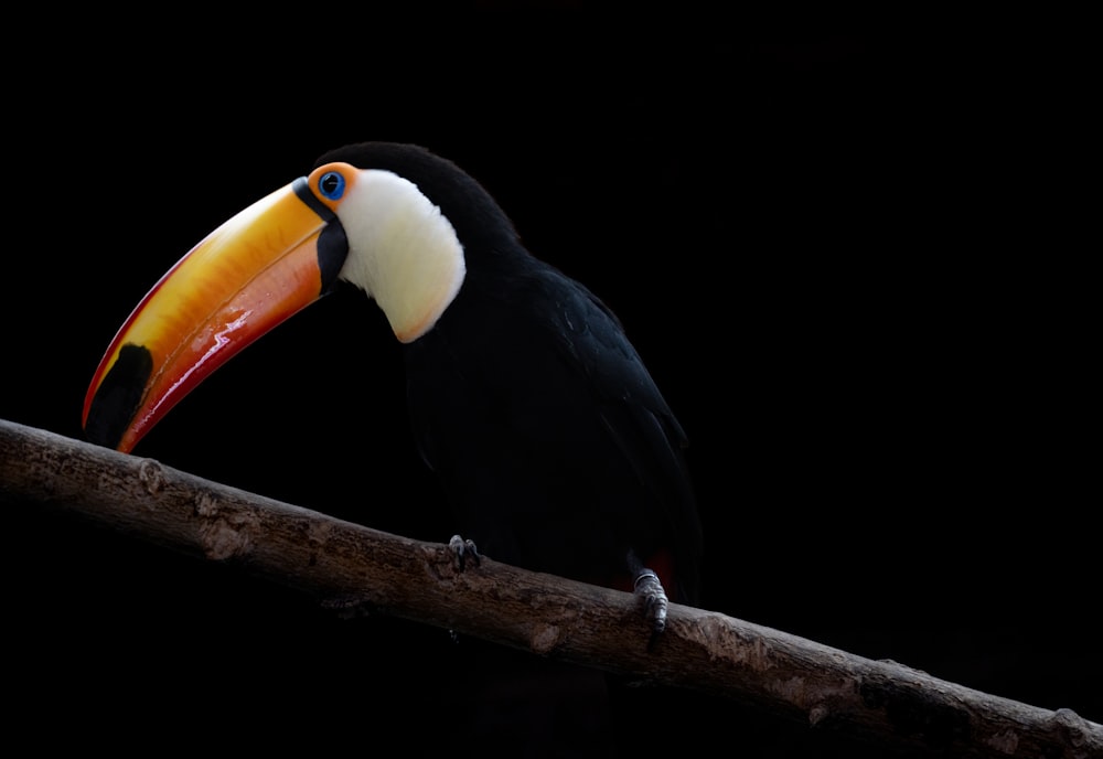 a toucan sitting on a branch in the dark