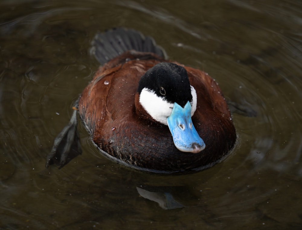 a duck with a blue beak swims in the water