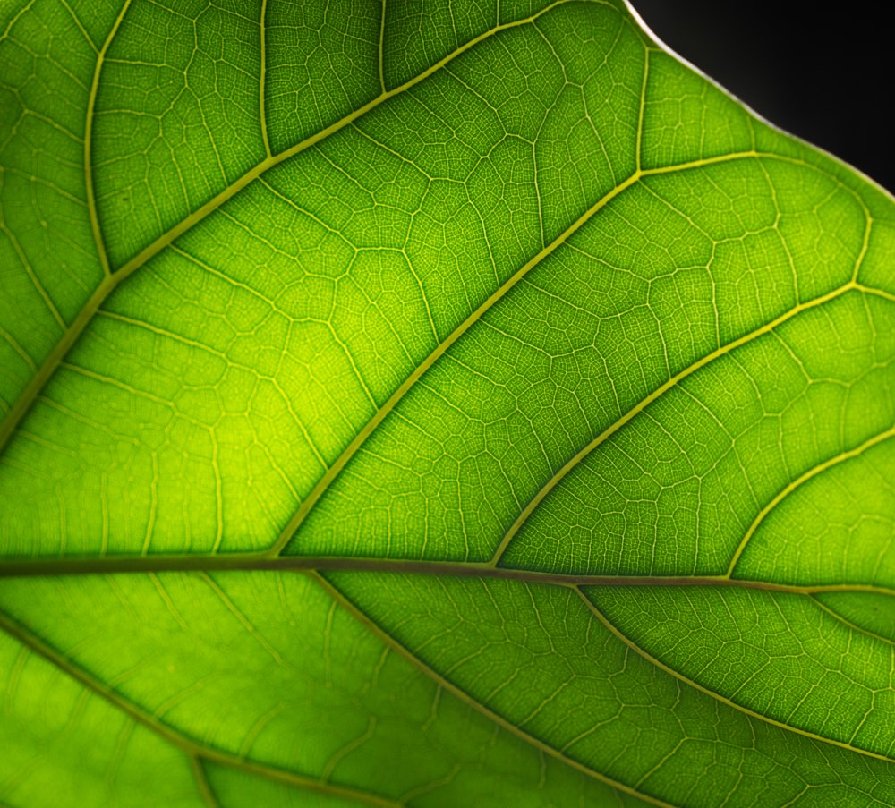 a close up of a large green leaf