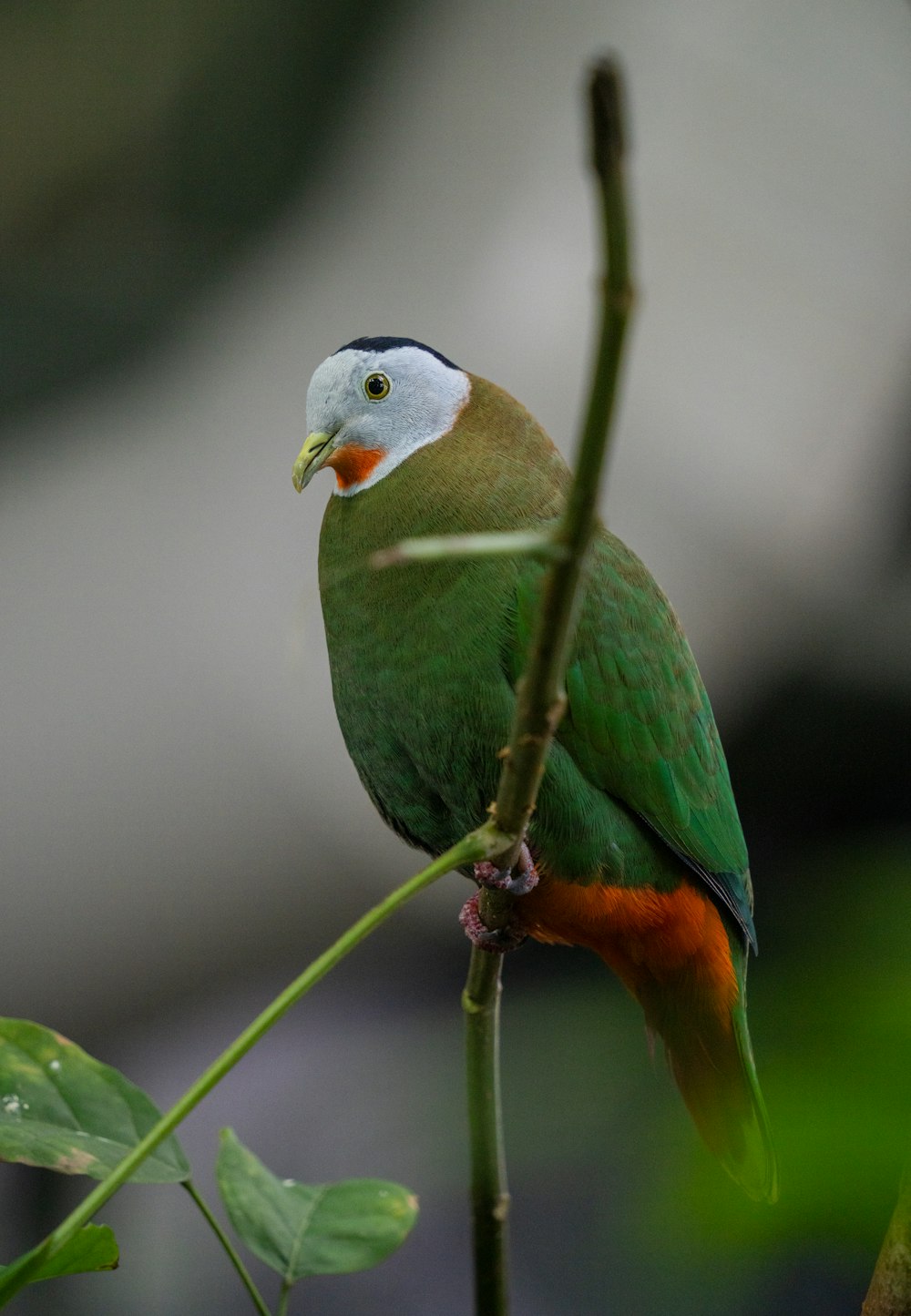 a colorful bird perched on top of a tree branch