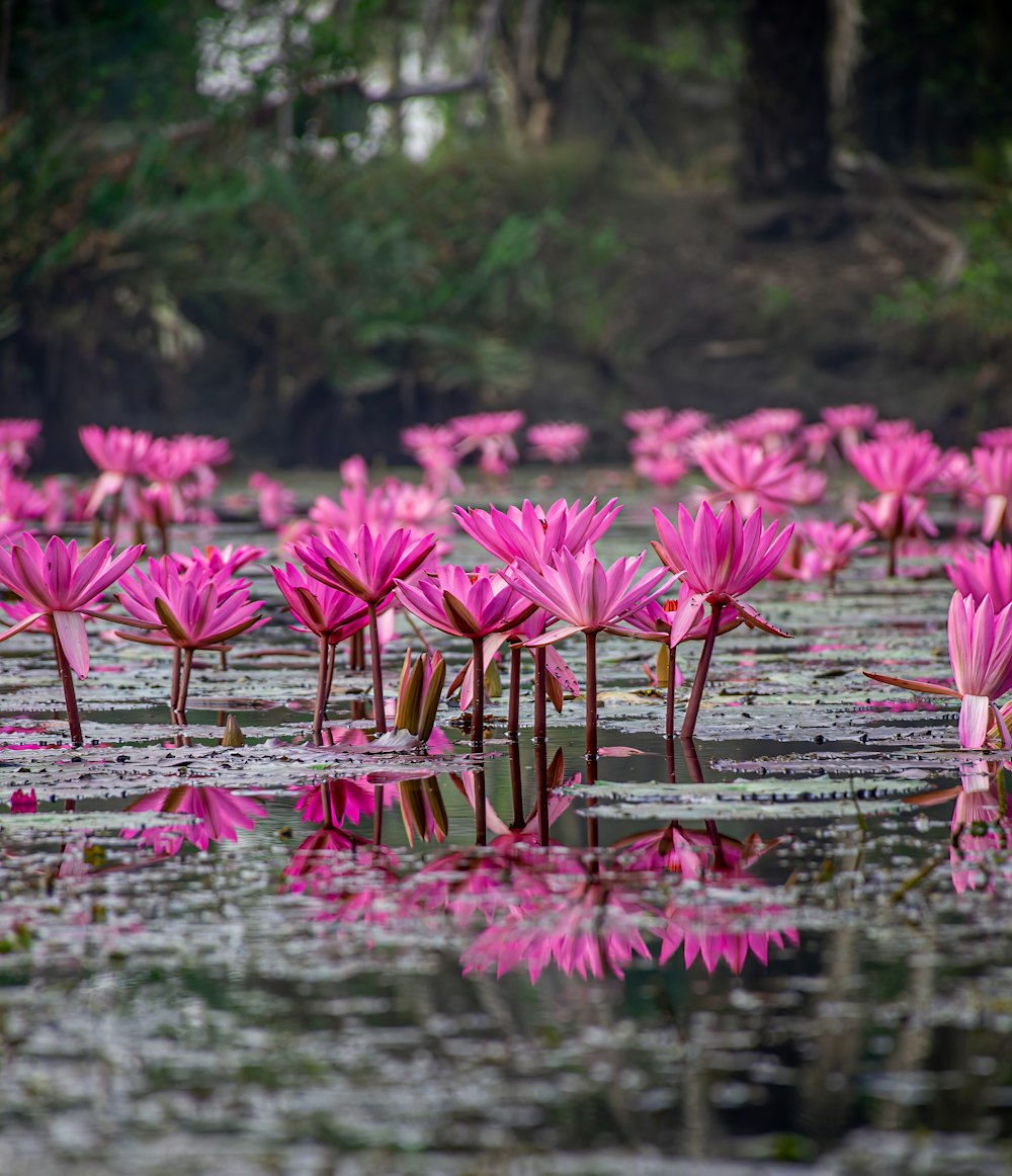 a pond filled with lots of pink water lilies