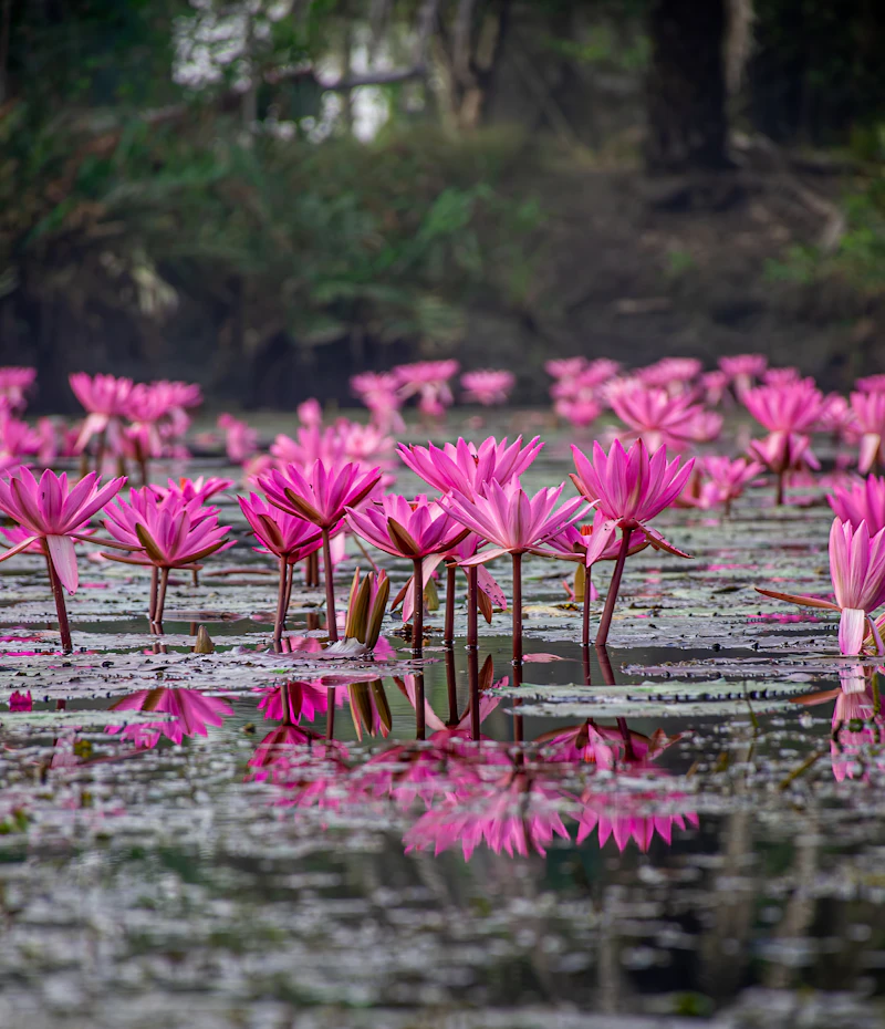 Water lilies