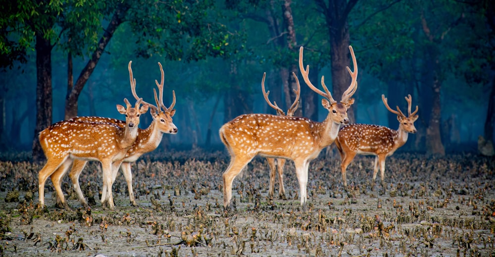 a herd of deer standing on top of a dry grass field