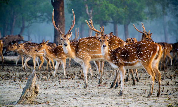 Spotted deer on the forest edge