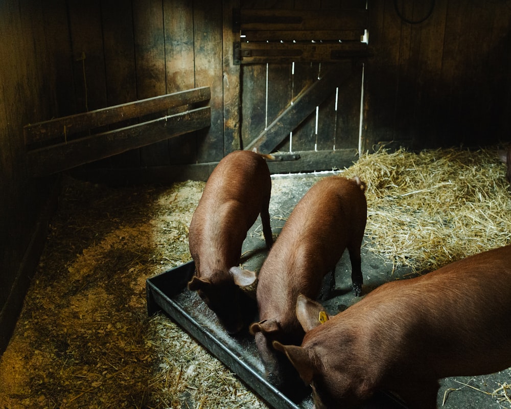 a couple of brown cows standing on top of a pile of hay