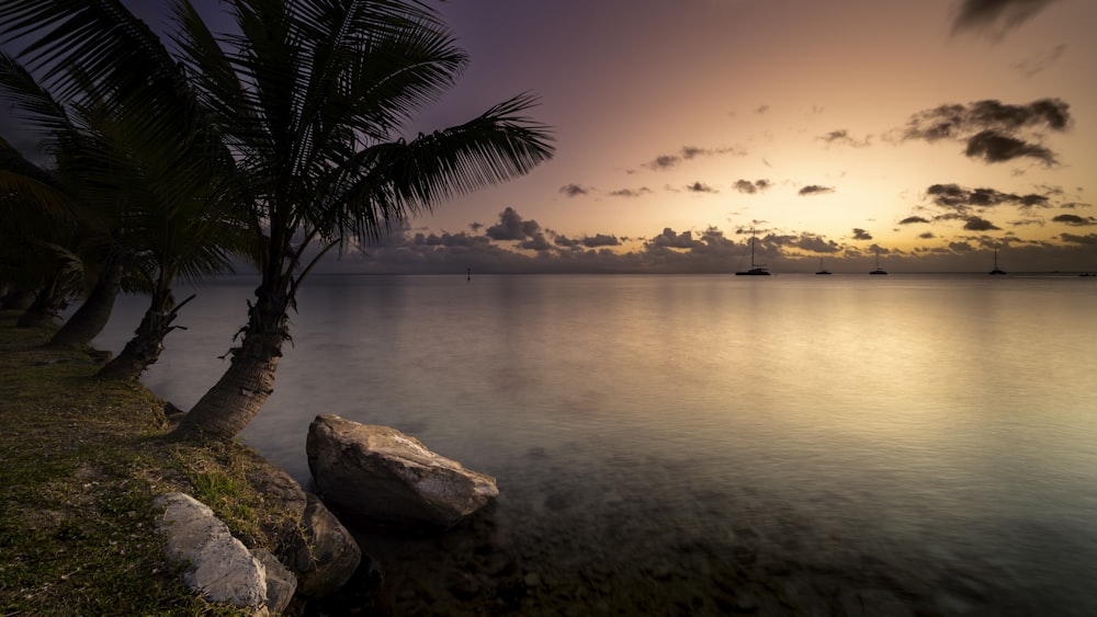 a palm tree sitting on top of a beach next to the ocean