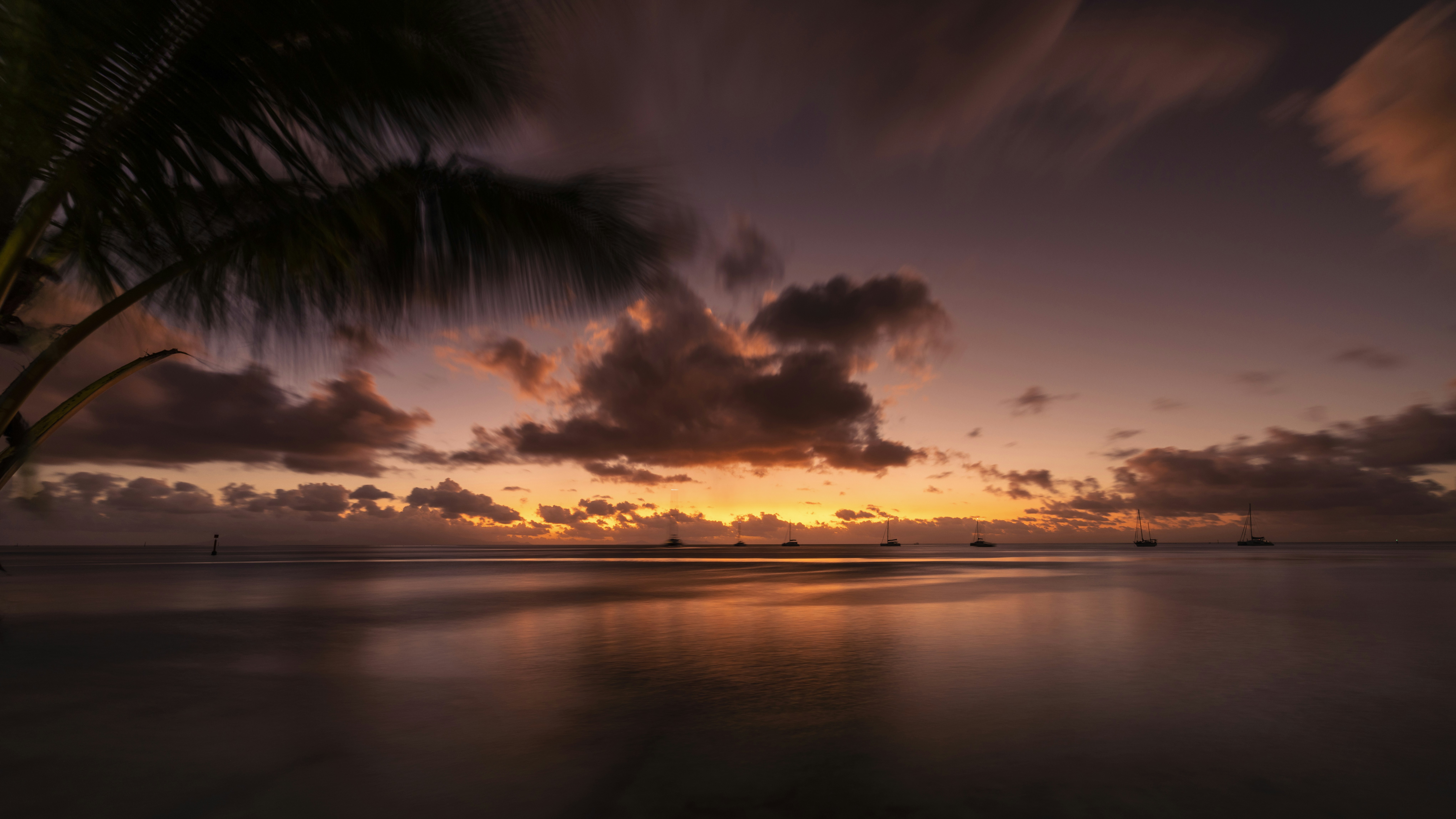 the sun is setting over the ocean with a palm tree in the foreground