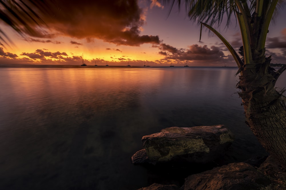 a palm tree sitting on top of a beach next to the ocean