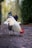 a white and black rooster walking down a road