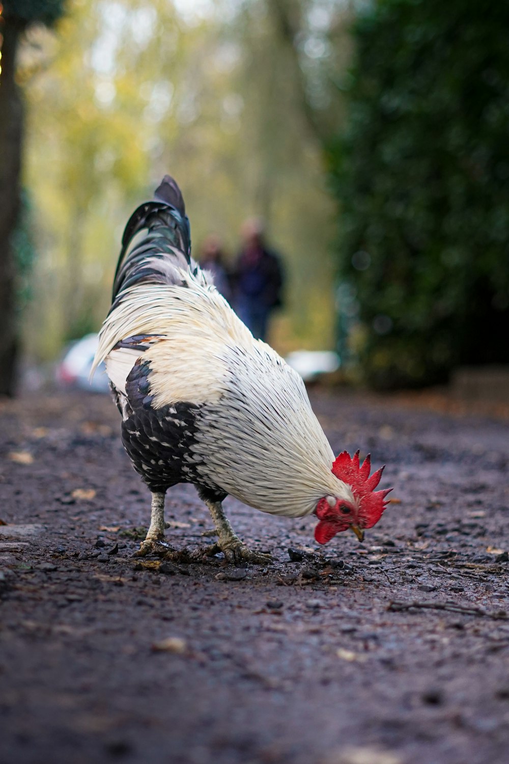 a white and black rooster walking down a road