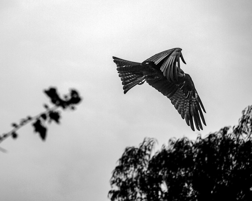 a black and white photo of a bird flying in the sky