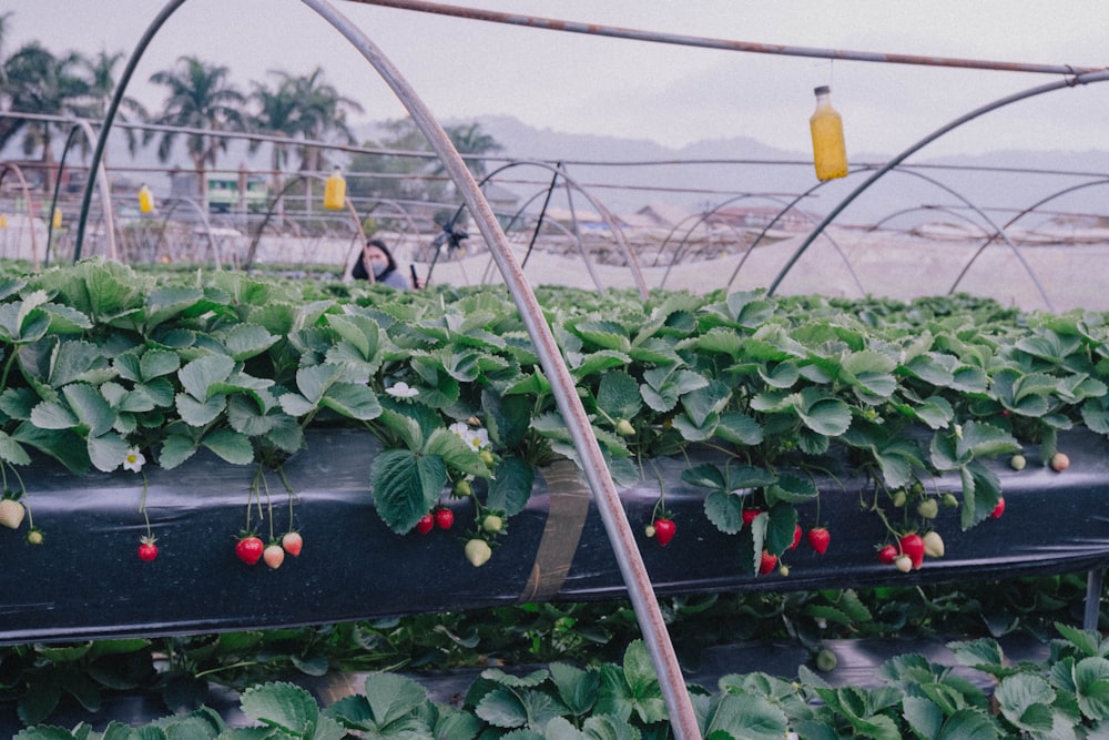a bunch of strawberries growing in a greenhouse