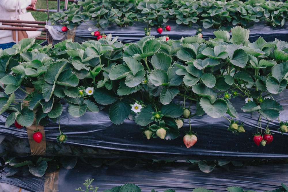 a group of strawberries growing in a greenhouse