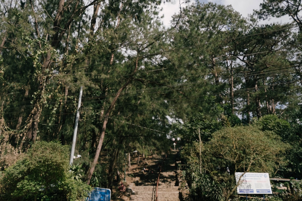 a set of stairs leading up to a forest