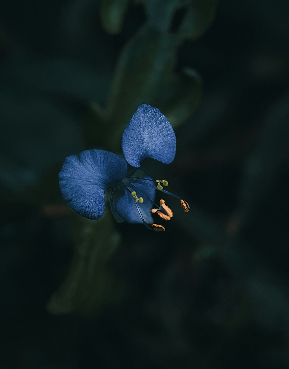 a blue flower with green leaves in the background